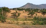 TANZANIA - Serengeti National Park - Lobo - 09